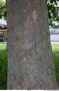 wood tree bark 0003